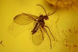 Three Detailed Fossil Flies (Diptera) In Baltic Amber #135064-1